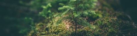 济南生态葬树葬